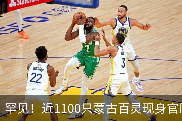 罕见！近1100只蒙古百灵现身官厅水库